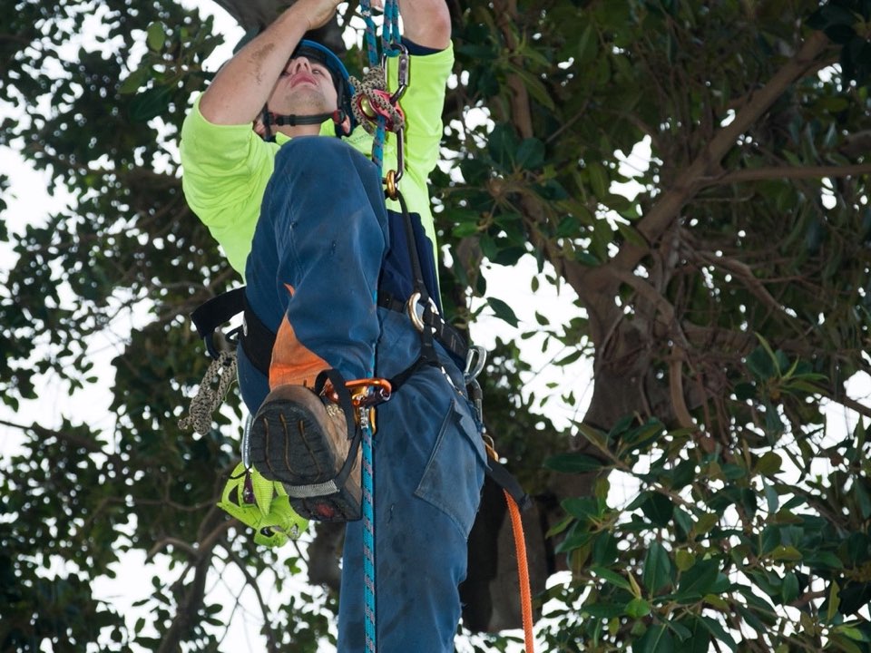Qualified arborist working in a mature tree during a property survey in South Yorkshire