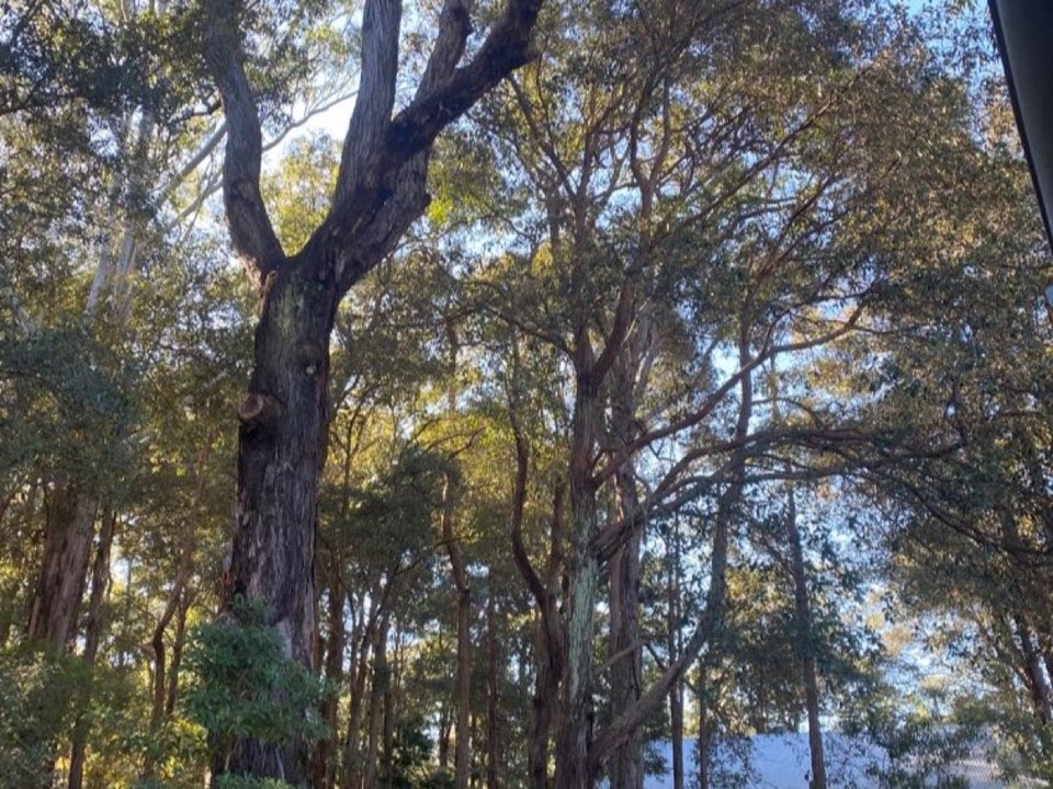 Mature trees in South Yorkshire parkland with a property visible in the background